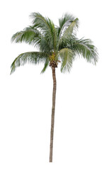 Beautiful coconut palm tree isolated on white background. Suitable for use in architectural design or Decoration work.