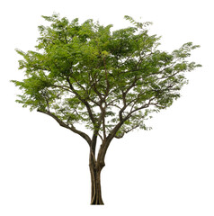Obraz premium Beautiful tree isolated on white background. Suitable for use in architectural design or Decoration work.