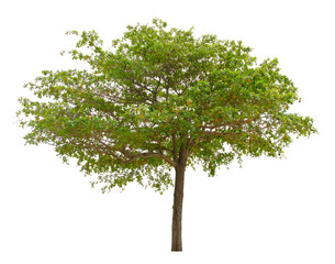 Fototapeta na wymiar Beautiful tree isolated on white background. Suitable for use in architectural design or Decoration work.