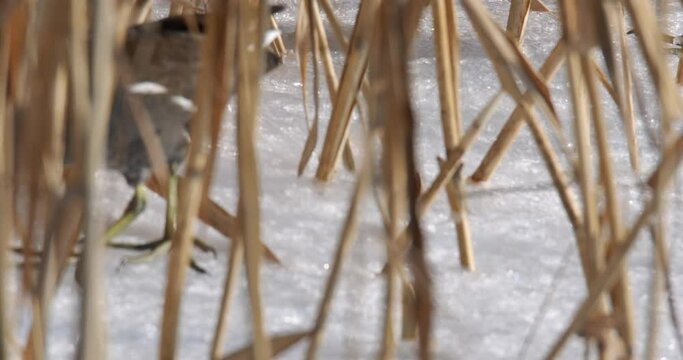 The spotted crake (Porzana porzana) walks on the ice, the Drava River