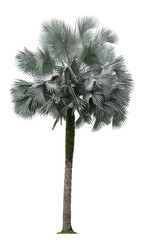Beautiful bismarck palm tree isolated on white background. Suitable for use in architectural design...