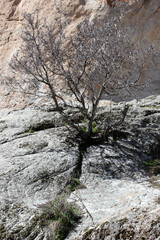 Tree growth in rock. Nature background.