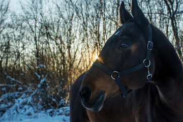 portrait of a bay horse in a winter forest in the sun