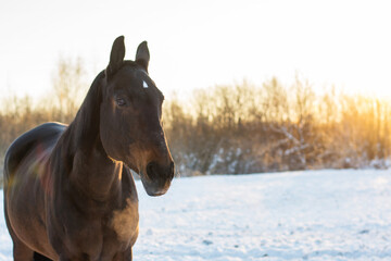 portrait of a bay horse in a winter forest in the sun
