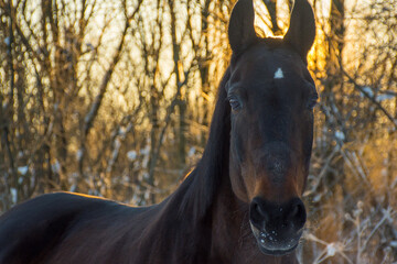 portrait of a bay horse in a winter forest in the sun