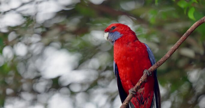 Wild Crimson Rosella parrot in Australian National Park in 4K