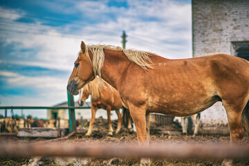 Horse on the farm in the paddock close-up.