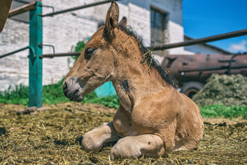 Horse on the farm in the paddock close-up.