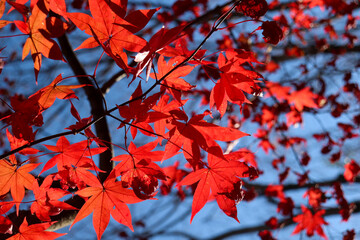 秋 もみじ 紅葉 赤い 鮮やか 美しい 日本