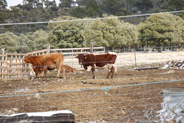 cows in farm