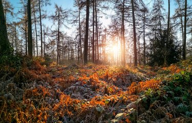 Evening light filtering through the English Cotswold countryside