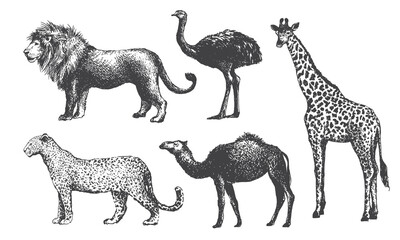 A set of animals from the savanna. Vector vintage illustration