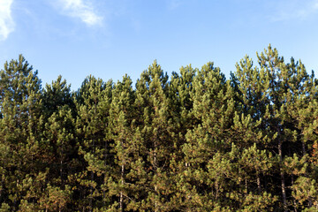 Fototapeta premium Pine trees with clear blue sky in the background