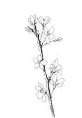 Hand drawn realistic cherry branch blossom isolated on white background. Branch sakura - blooming tree. Illustration jpg format