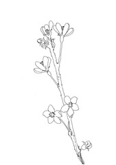 Hand drawn realistic cherry branch blossom isolated on white background. Branch sakura - blooming tree. Illustration jpg format