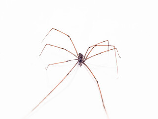 Long legs brown spider - 402545789