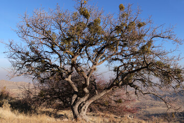 Mistletoe balls growing on a tree. Evergreen mistletoe (Viscum album).