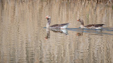 A family couple of Pomeranian geese at lake in the Spring morning, Germany, closeup, details.