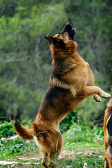 Portrait of beautiful German Shepherd standing on paws in the park. Green Background.