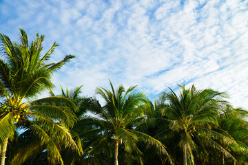 Beautiful palm trees in Pattaya Beach, Cloudy in Koh Lipe, West Andaman Sea.