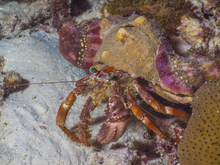 Anemone hermit crab on sand at night (Mergui archipelago, Myanmar)