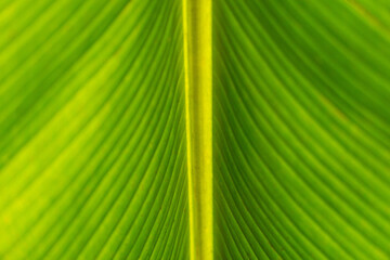 Close up Green banana leaves under, with sun flare,Close up of Underside of green banana leaf texture for background