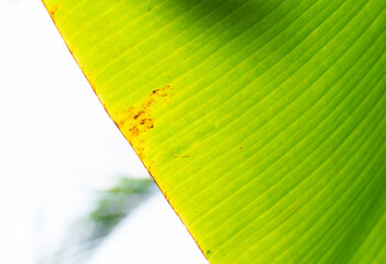 Close up Green banana leaves under, with sun flare,Close up of Underside of green banana leaf texture for background