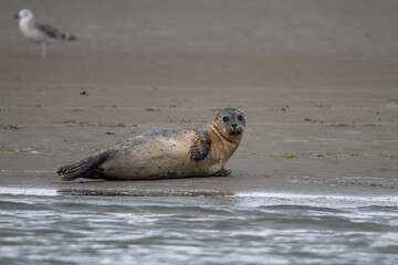 Fototapeta premium seal, sea, animal, beach, mammal, wildlife, nature, grey seal, water, ocean, sand, baby, halichoerus grypus, cute, young, wild, gray