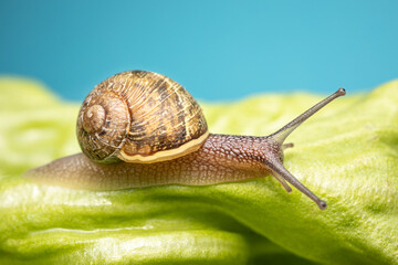 Snail on green leave of lettuce. Copy space