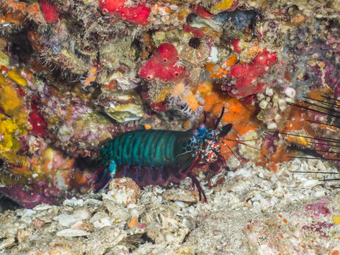 Peacock mantis shrimp in coral reef (Richelieu Rock, Surin, Thailand)