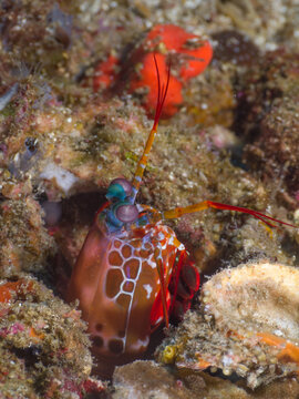Peacock mantis shrimp lurking in its burrow (Richelieu Rock, Surin, Thailand)