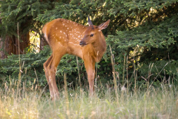 Bambi