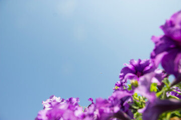 Purple Petunia flower with sky for wallpaper or backgrpund with copy space