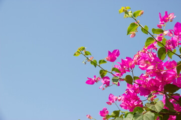 Pink Bougainvillea flower under blue sky for wallpaper or backgrpund