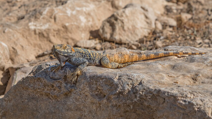 Agama, lizard, a genus of long-tailed, insectivorous Old World lizards. Animals of deserts in Israel.