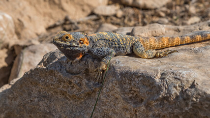 Agama, lizard, a genus of long-tailed, insectivorous Old World lizards. Animals of deserts in Israel. Travel photo