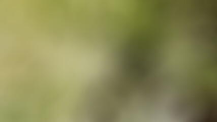 White orchids are monocotyledons of the Orchidaceae family, and are popular cut flowers. Because of the beautiful flower and colorful patterns Lasts for a long time. It is an important export economic