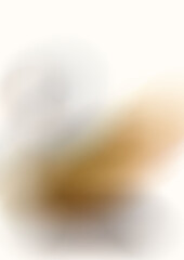 The swan is a large aquatic bird belonging to the genus Cygnus, in the Anatidae family of ducks and teal. General With white hair all over The beak is yellow-orange and has a black button at the base 