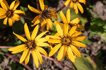yellow flowers Buzulnik serrata in the garden