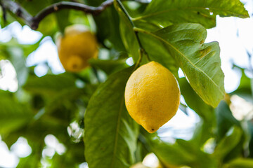 Sfusato lemons growing