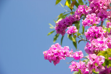 Pink Bougainvillea flower under blue sky for wallpaper or backgrpund with copy space