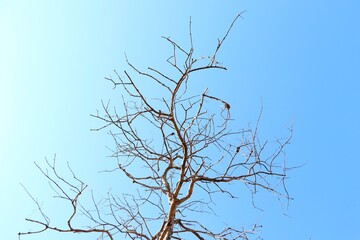 A dry tree with bare branches reaching toward a clear blue sky, symbolizing nature, drought, and seasonal change in a minimalist landscape