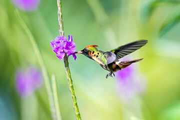 A Tufted Coquette hummingbird feeding on a purple vervain flower with a blurred background. Second smallest bird in the world. Bird in garden.