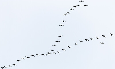 In Formation fliegende Zugvögel vor bewölktem Himmel