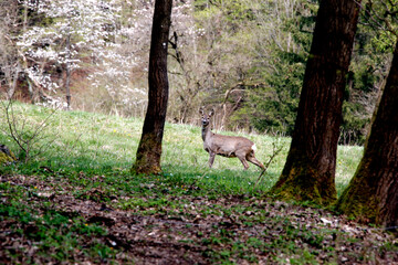 Ein Reh auf einer Waldwiese. Thüringen, Deutschland, Europa
A deer in a forest meadow. Thuringia, Germany, Europe