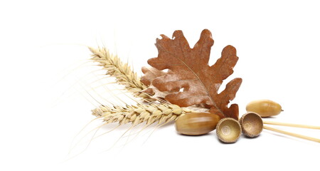 Dry leaves oak, acorn and ear wheat isolated on white background, orthodox Christmas