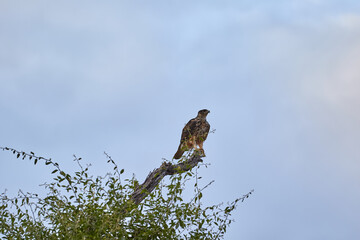 Fototapeta premium A tawny eagle at a branch