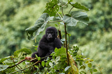 Baby gorilla playing in the forest of Bwindi, Uganda