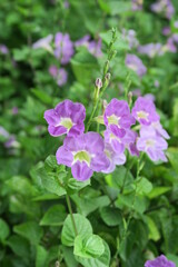 Purple Flowers