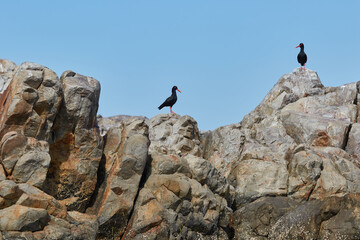A pair of oyster catchers